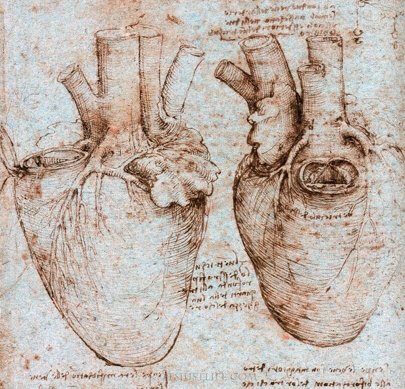 рисунок сердца Леонардо да Винчи