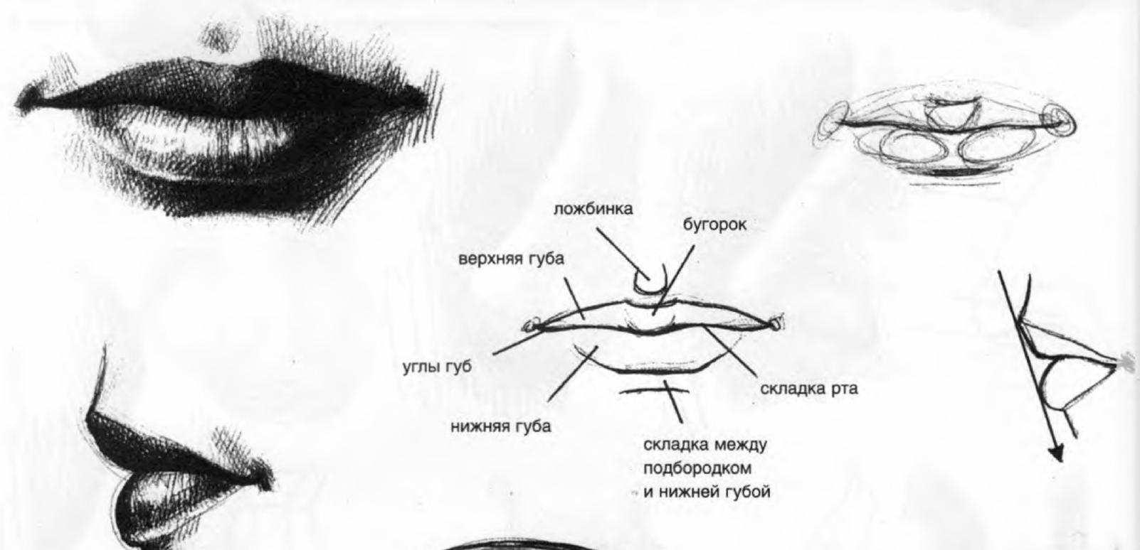 пропорции губ