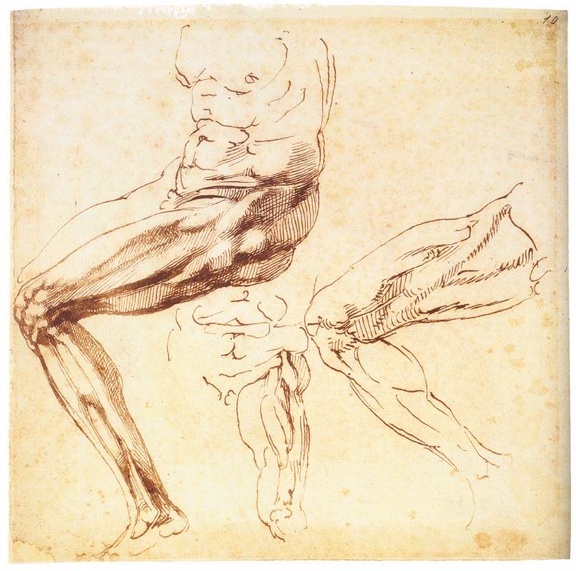 анатомические наброски микеланджело